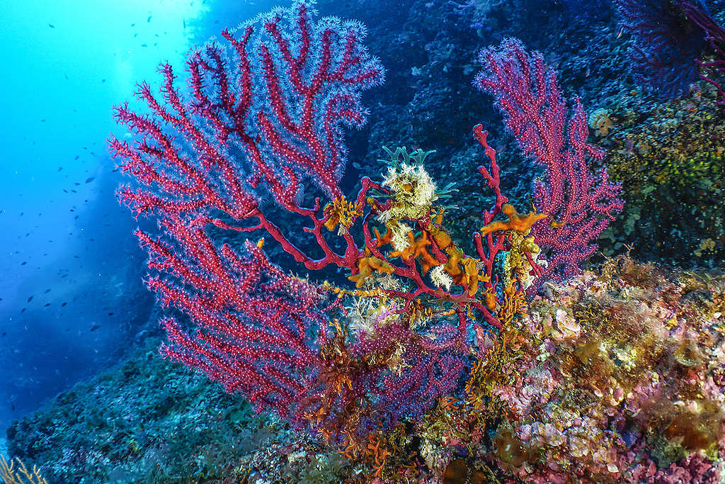 Sardinia, Marine Protected Area of Island of Tavolara - Secca Papa. © Egidio Trainito / Greenpeace