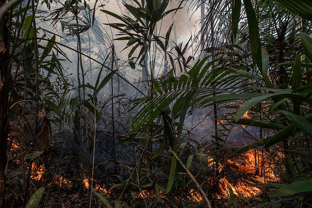 Amazon Burnt Area in Porto Velho, Rondônia, Amazon (2019). © Victor Moriyama / Greenpeace