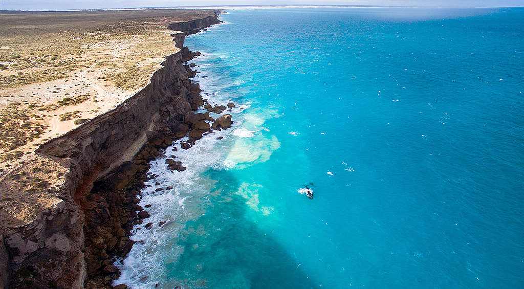 Whales in the Great Australian Bight. © Greenpeace / Jaimen Hudson