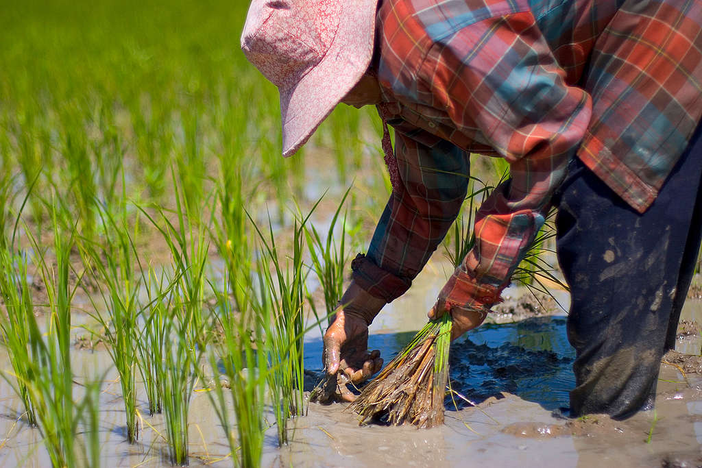 Rice Farmers in Thailand. © Vinai Dithajohn / Greenpeace