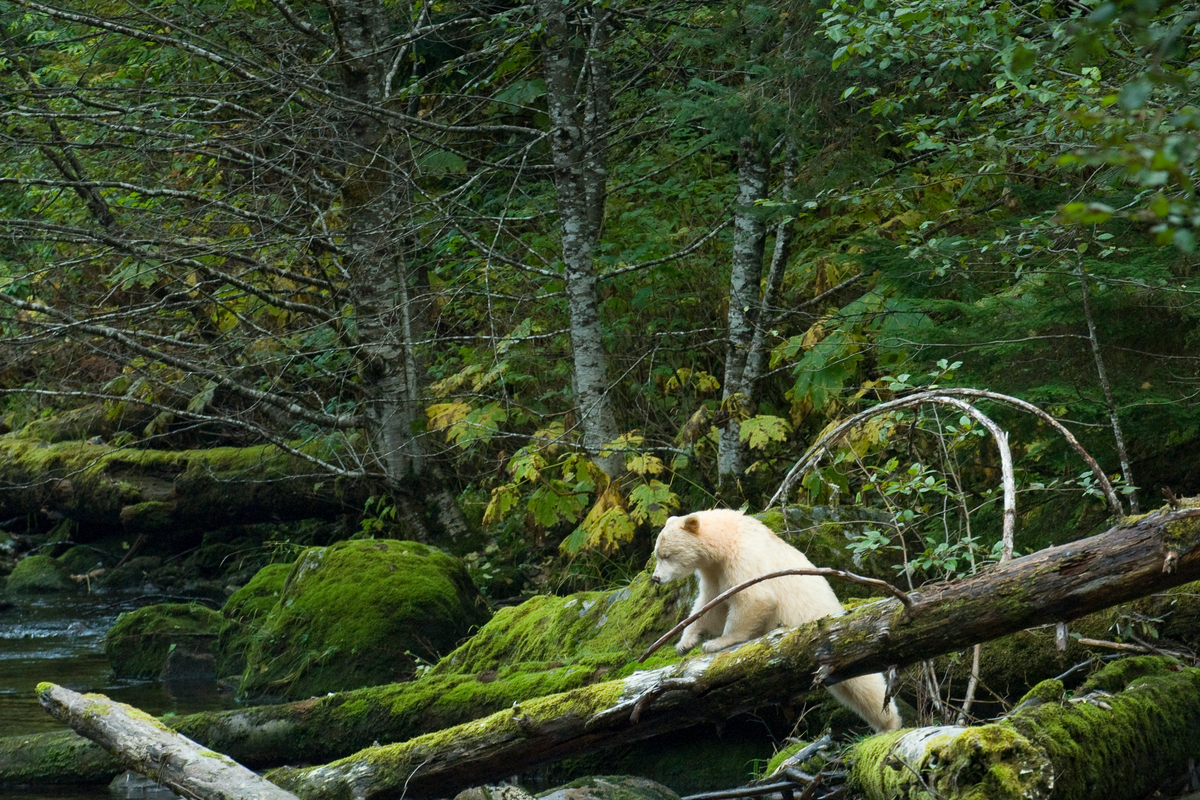 Spirit Bear in Great Bear Rainforest. © Andrew Wright / www.cold-coast.com