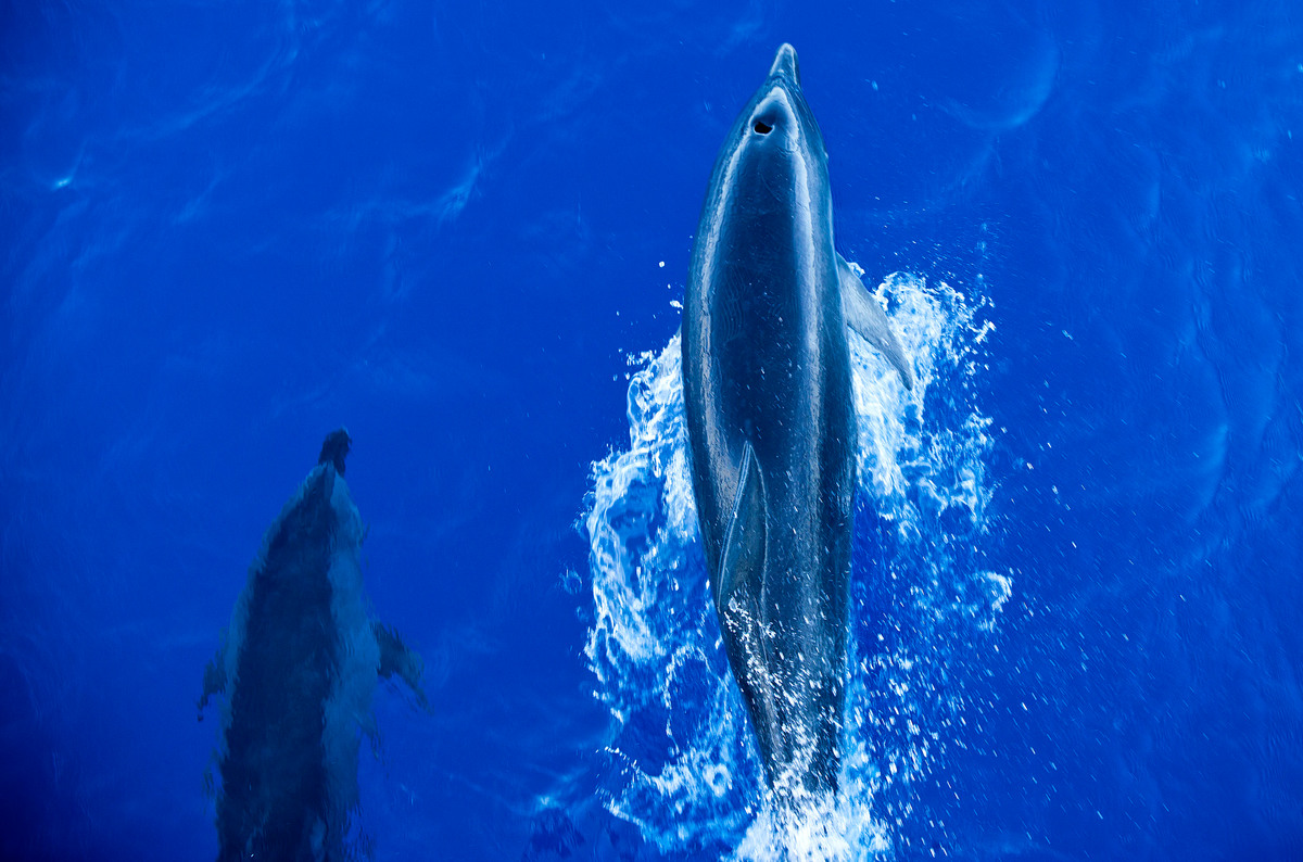 Dolphins in Brazil. © Greenpeace / Rodrigo Paiva