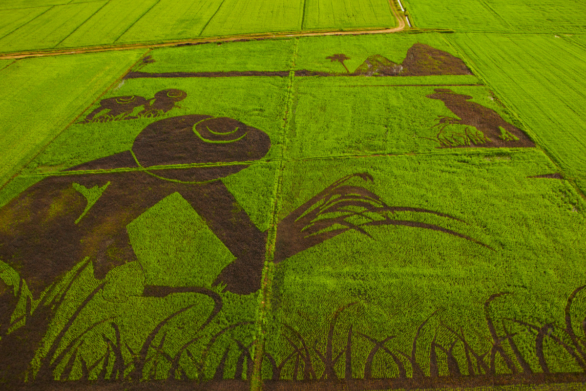 Organic Rice Art at Ratchaburi in Thailand. © Greenpeace / Athit Perawongmetha