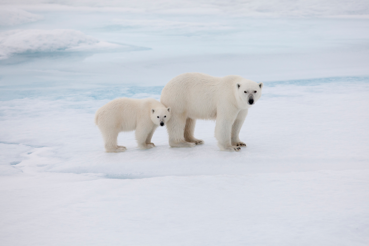 หมีขั้วโลกภายใต้ภัยคุกคาม แม่และลูกหมีขั้วโลก © Nick Cobbing/ Greenpeace