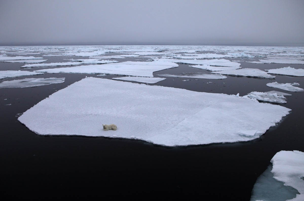 Polar Bear on Labrador Sea Ice. © Jiri Rezac / Greenpeace