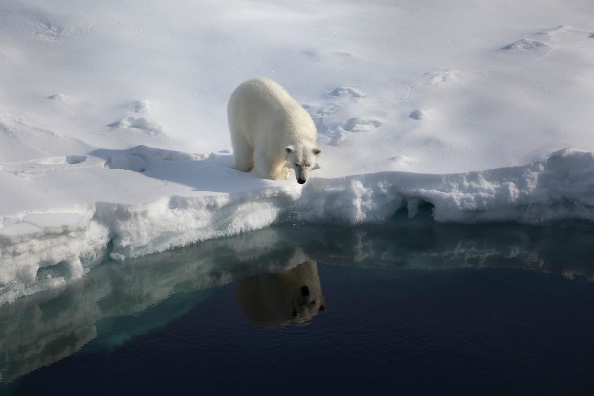 Polar Bear at Robeson Channel. © Nick Cobbing / Greenpeace