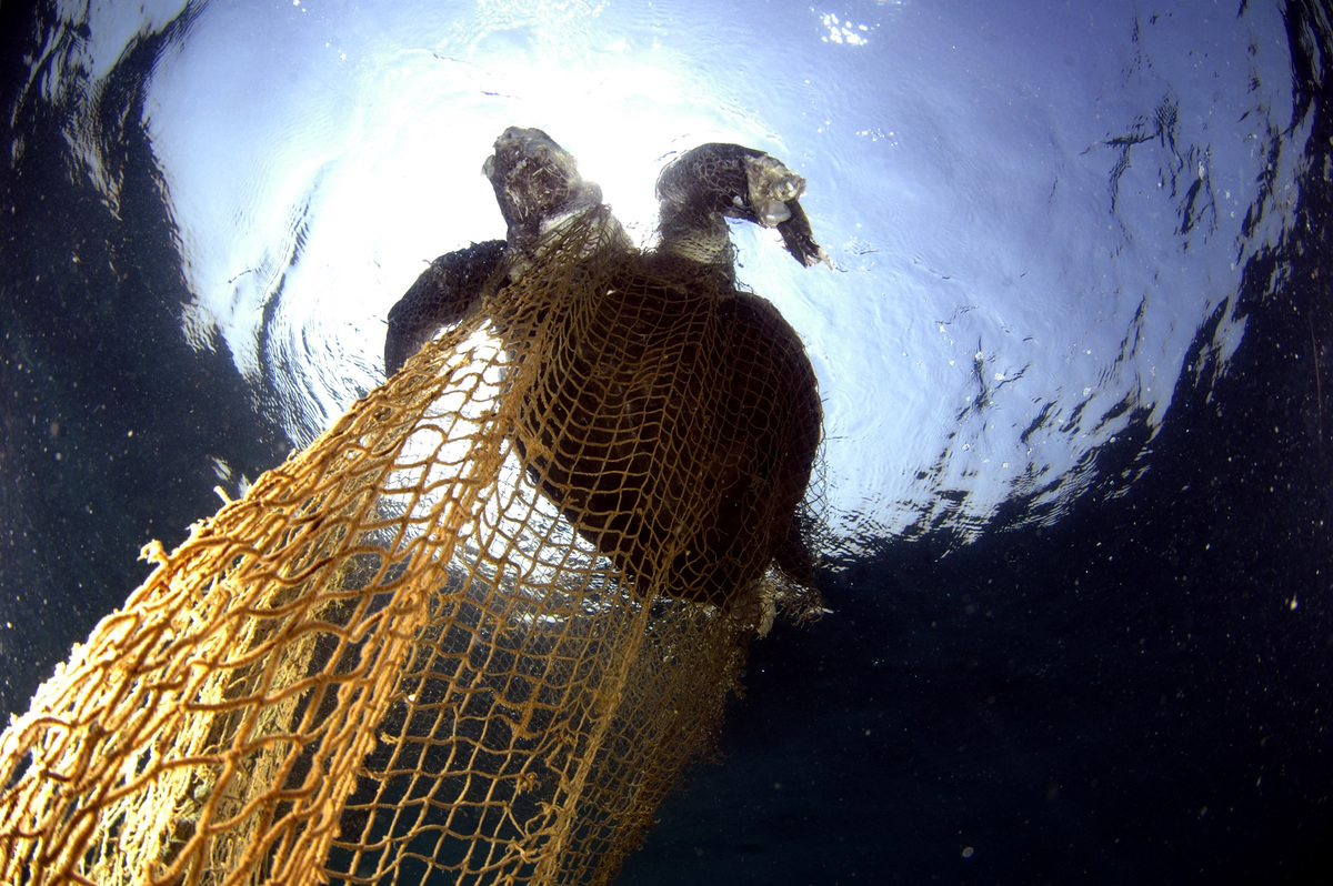 Olive Ridley Turtle Trapped in a Net. © Sumer Verma / Greenpeace