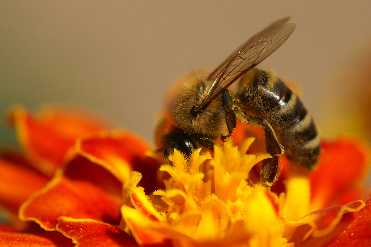 Bee on a Flower in Slovakia. © Greenpeace / Juraj Rizman