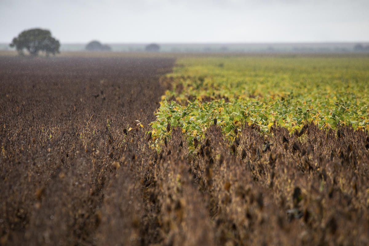 Soybean Plantation in Formosa do Rio Preto, Bahia State, Brazil. © Victor Moriyama / Greenpeace