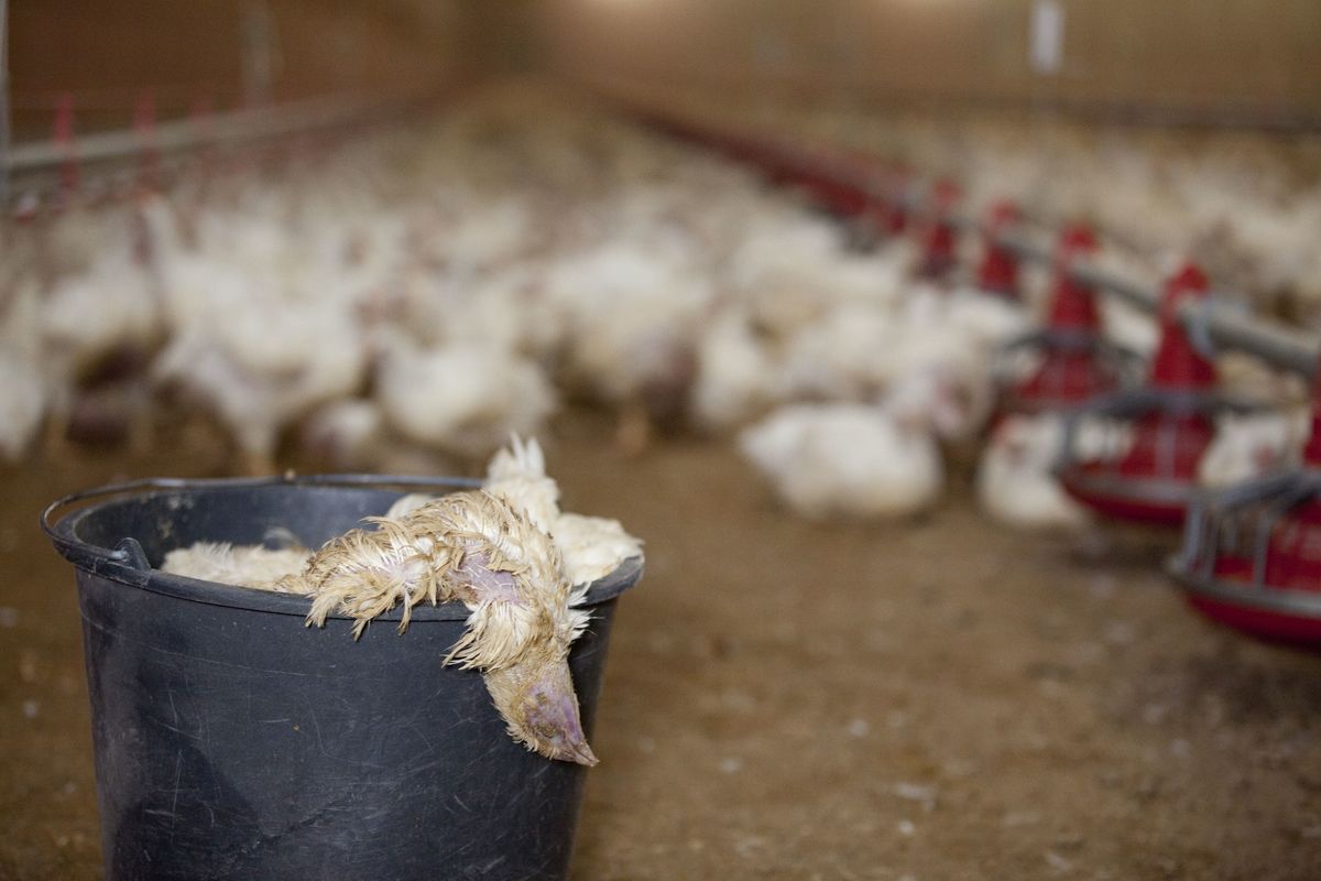 Chickens on Farm in North Germany. © Greenpeace