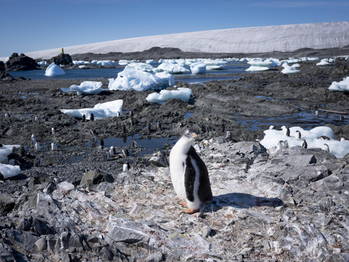 Arctic Sunrise Crew Visit Esperanza Base In Antarctica. © Abbie Trayler-Smith / Greenpeace
