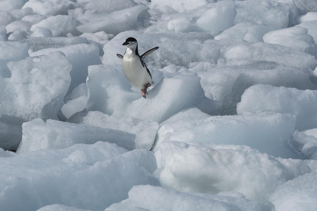 Chinstrap Penguin On Anvers Island. © Christian Åslund / Greenpeace