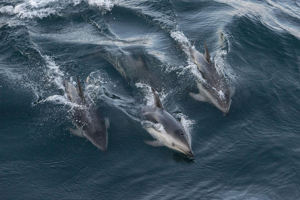 Dusky Dolphins in the Argentine Sea. © Martin Katz / Greenpeace