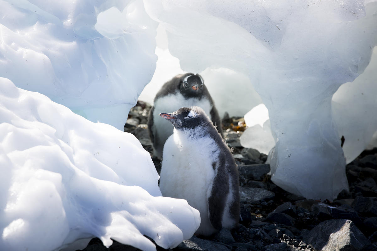 Arctic Sunrise Crew Visit Esperanza Base In Antarctica. © Abbie Trayler-Smith / Greenpeace