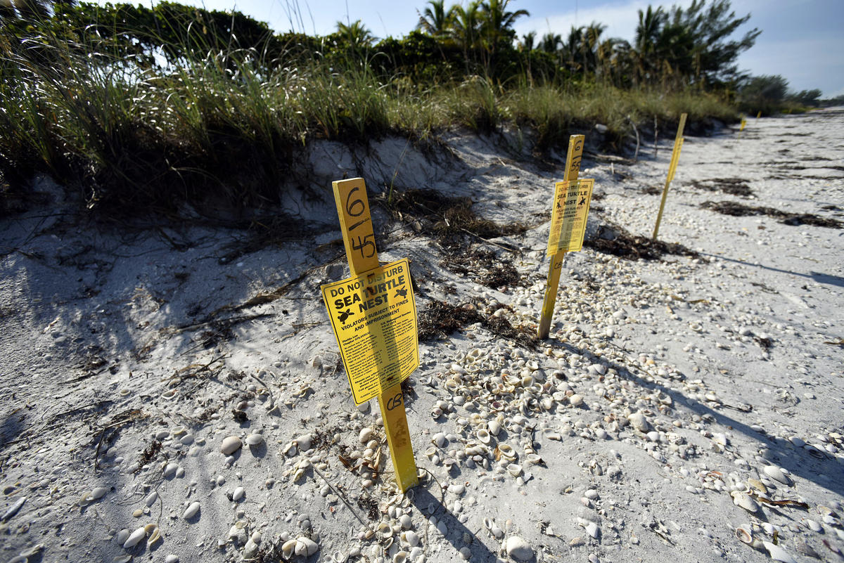 Toxic Algae Blooms in Florida. © Steve Nesius / Greenpeace