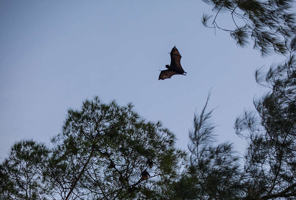 Bat on Um Island in West Papua. © Jurnasyanto Sukarno / Greenpeace