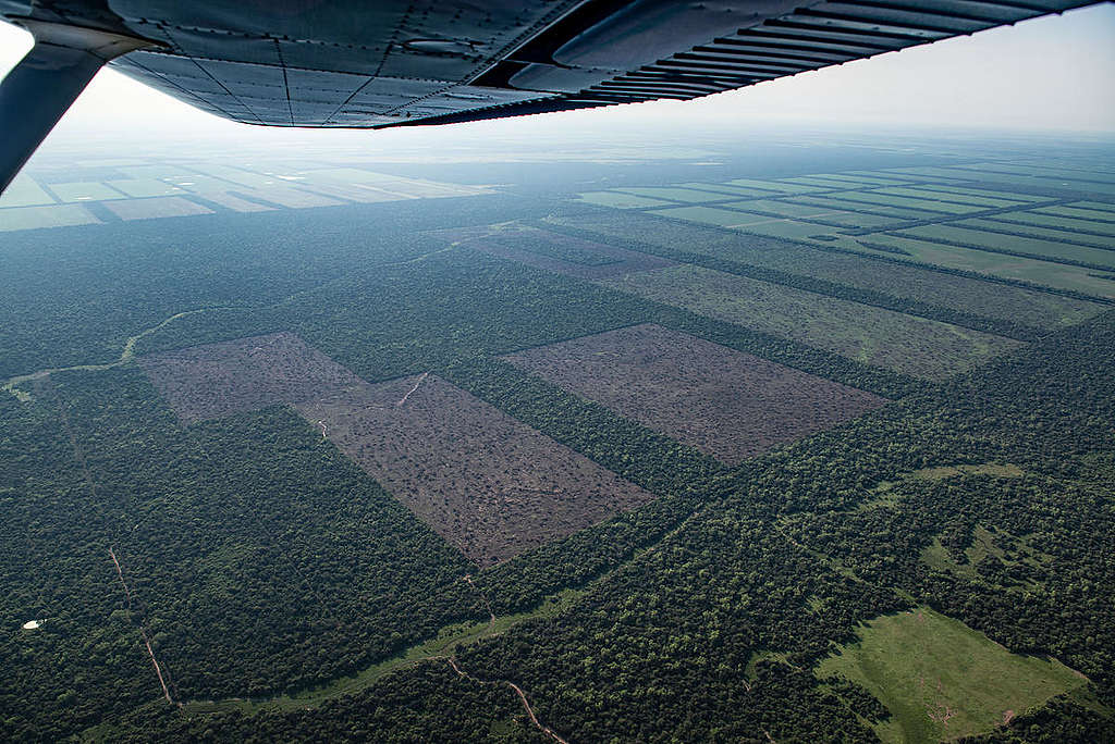 Deforestation for Farming and Agriculture in Chaco Province, Argentina. © Martin Katz / Greenpeace