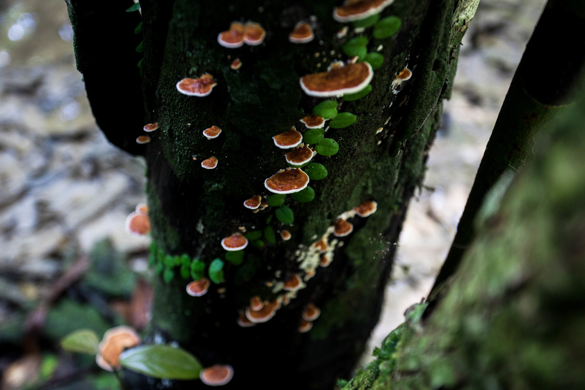 Fungi in Rainforest in West Papua. © Jurnasyanto Sukarno / Greenpeace