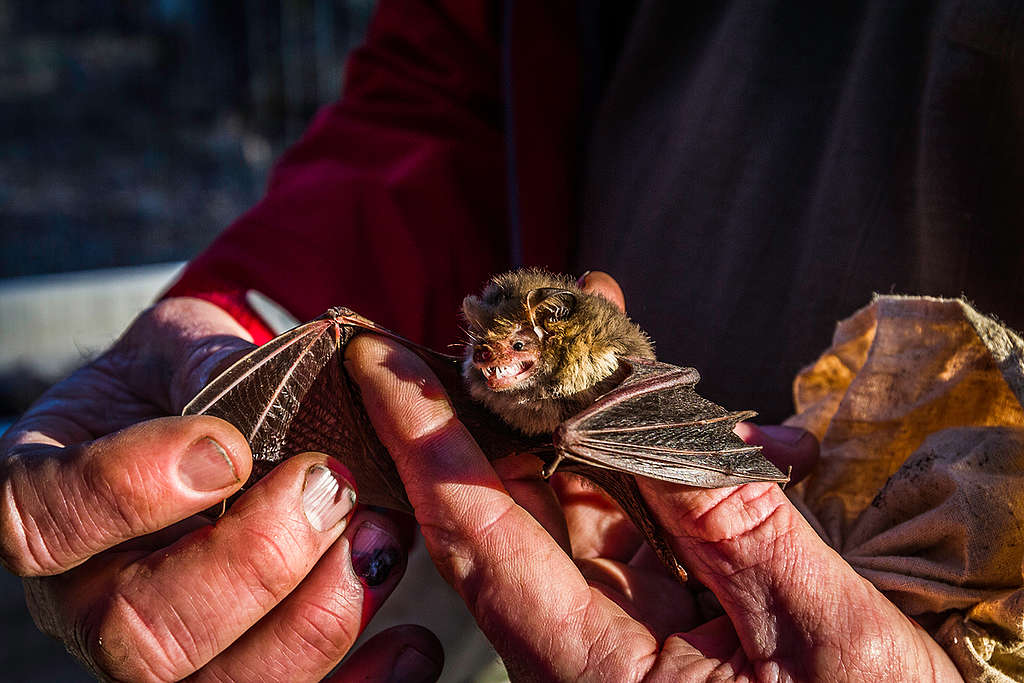 Bat in Leard State Forest in Australia. © Abram Powell / Greenpeace