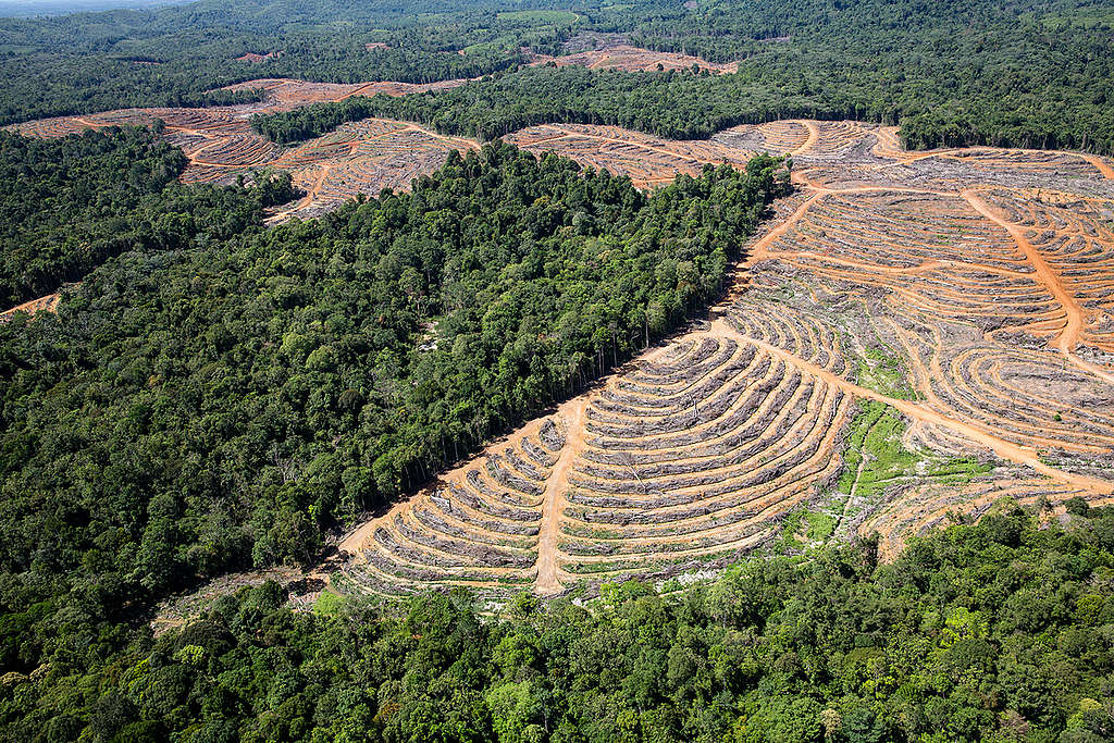 GAR Palm Oil Plantation in Central Kalimantan. © Kemal Jufri / Greenpeace