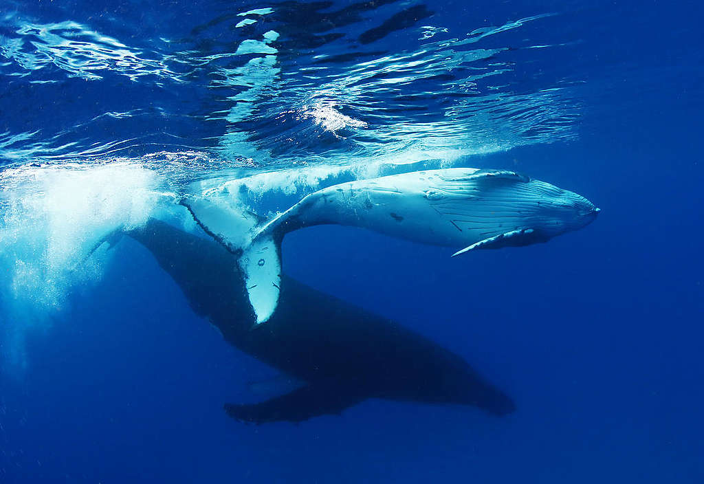 Humpback Whale in Tonga. © Paul Hilton / Greenpeace