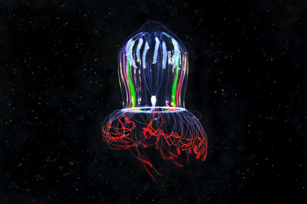 Hydrozoan Jellyfish. © Alexander Semenov