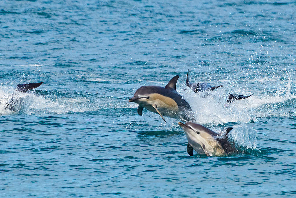 Dolphins in New Zealand. © Jason Blair / Greenpeace