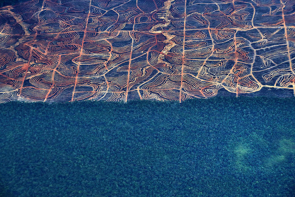 Papua Forest Destruction, Indonesia. © Greenpeace