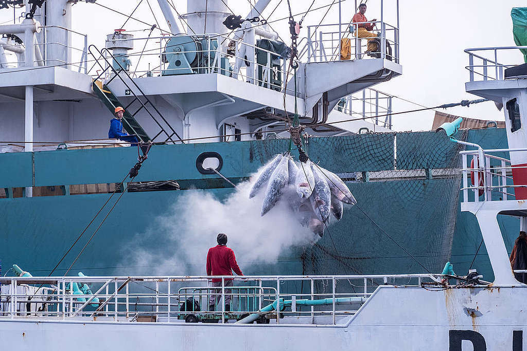 Transshipment in the Miid-Atlantic Ocean. © Tommy Trenchard / Greenpeace
