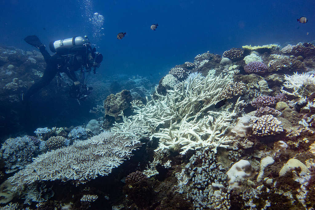 Coral Bleaching Investigation in South Taiwan. © Yves Chiu / Greenpeace