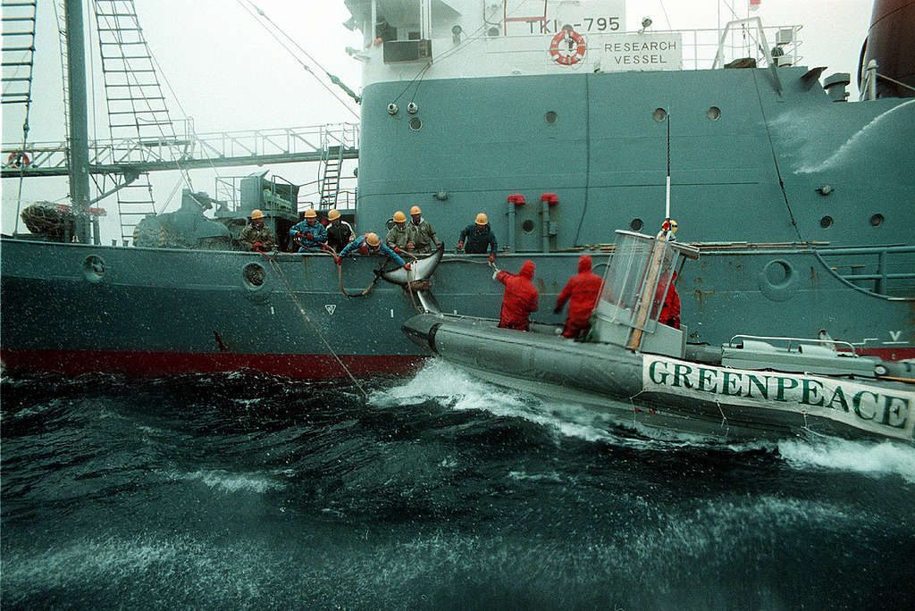 Greenpeace Action against Japanese Whaling in Southern Ocean. © Greenpeace / John Cunningham