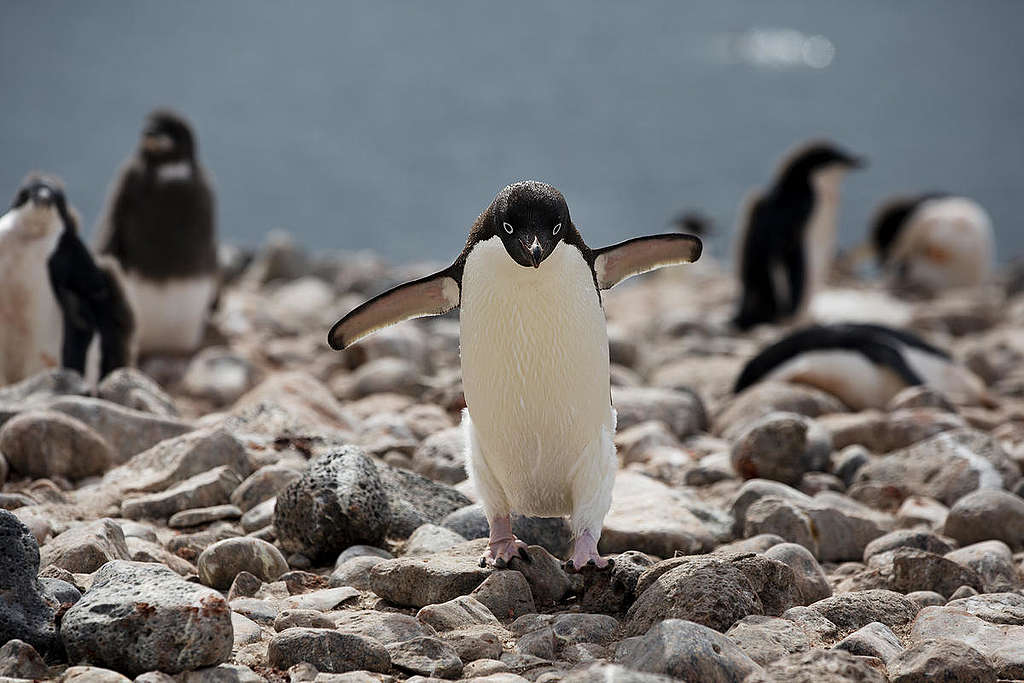 Adelie Penguins In Antarctica. © Abbie Trayler-Smith / Greenpeace