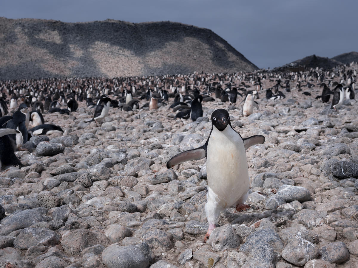 Adelie Penguins In Antarctica. © Abbie Trayler-Smith / Greenpeace