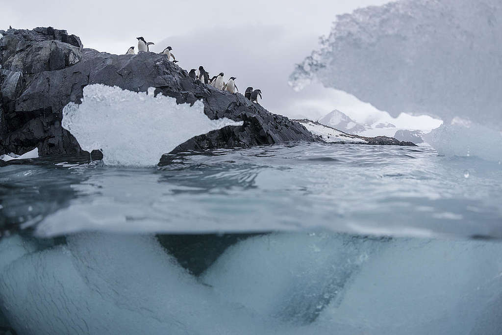 Adélie Penguins and Glacier Ice in the Antarctic. © Christian Åslund / Greenpeace