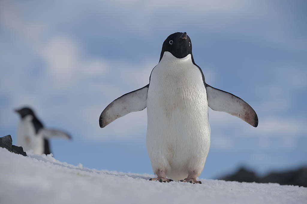 Adélie Penguins at Hope Bay in the Antarctic. © Christian Åslund / Greenpeace