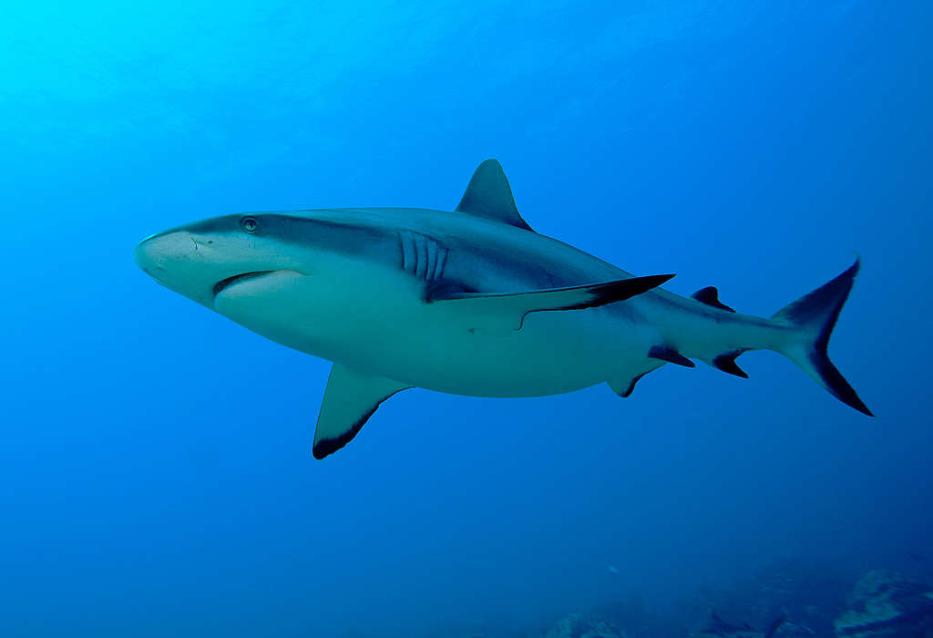 Grey Reef Shark in Thaiti. © Paul Hilton / Greenpeace