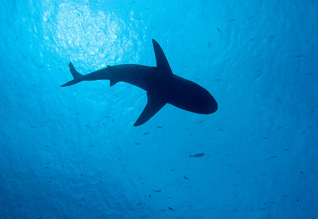 Shark in Palau. © Alex Hofford / Greenpeace