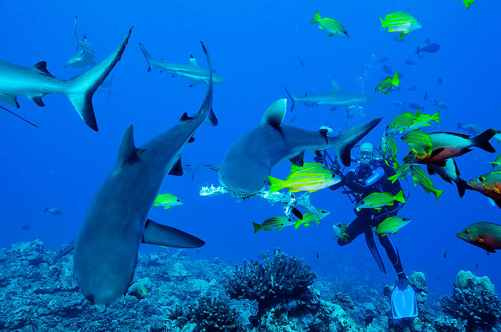 Grey Reef Sharks in Thaiti. © Paul Hilton / Greenpeace