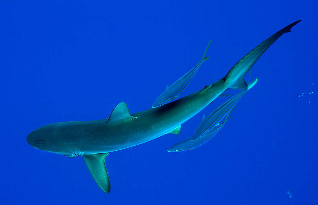 Marine Life around FAD in the Pacific Ocean. © Paul Hilton / Greenpeace