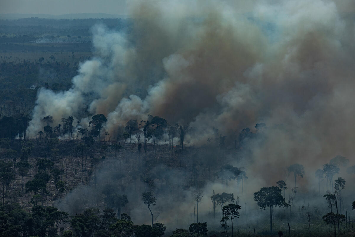 การทำลายป่าในแอมะซอน