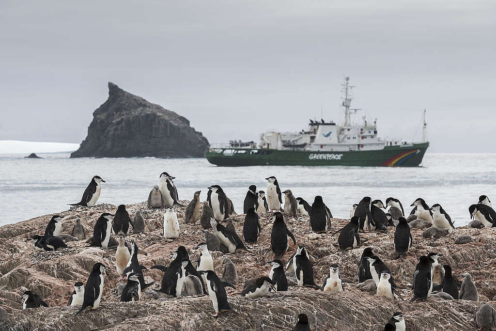 Penguins in Antarctica. © Christian Åslund / Greenpeace