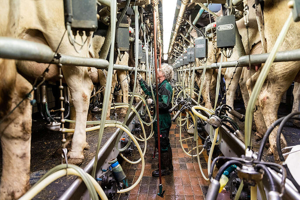 Conventional Dairy Farm in Lower Saxony, Germany. © Fred Dott / Greenpeace