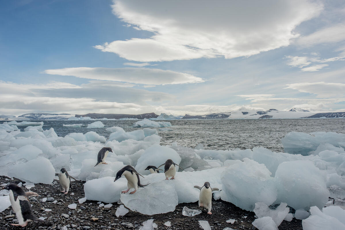Adélie Penguins on Vortex Island. © Tomás Munita / Greenpeace