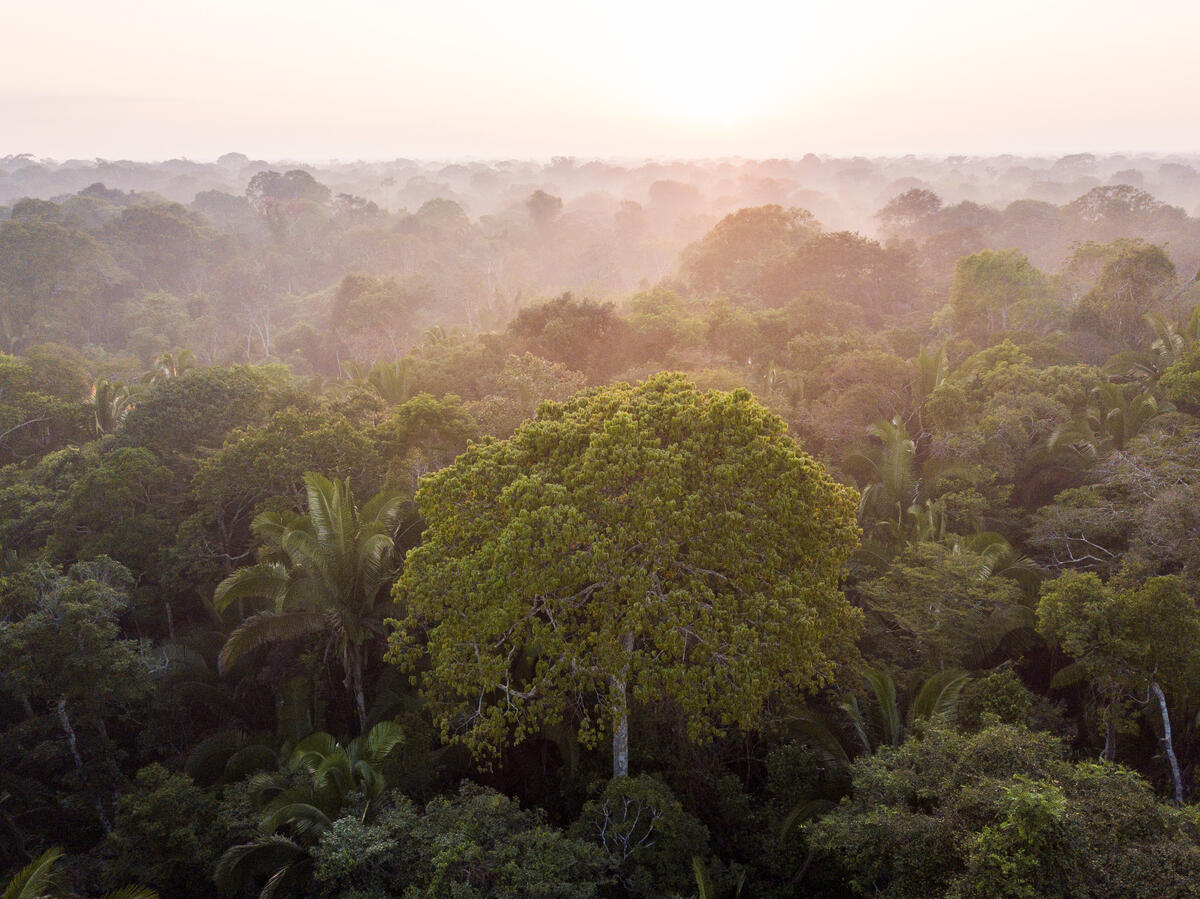 Preserved Forest Area in the Realidade District. © Nilmar Lage / Greenpeace