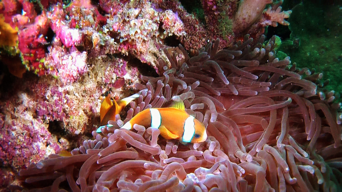Screen Grabs from Great Barrier Reef Clipreel. © Greenpeace
