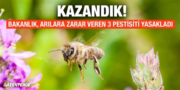Başardık, arılara zarar veren üç pestisit yasaklandı - Greenpeace Akdeniz  Türkiye