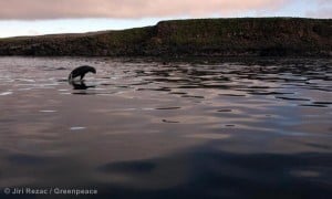 A young fur seal in the Bering Sea
