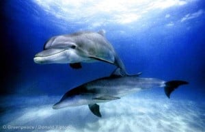 Underwater Dolphins