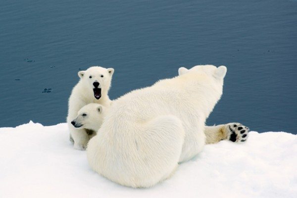 polar bear family