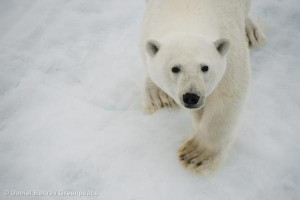 Polar Bear in the Arctic